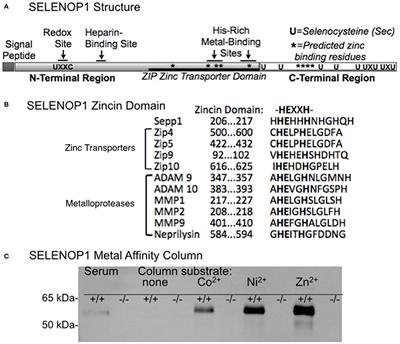 Selenoprotein P Regulates Synaptic Zinc and Reduces Tau Phosphorylation